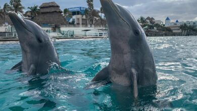 Dolphin Discovery revela conjunto de actividades para celebrar el Día del Delfín
