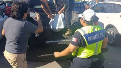 Rescatan venado atropellado en la Avenida Colosio de Playa del Carmen