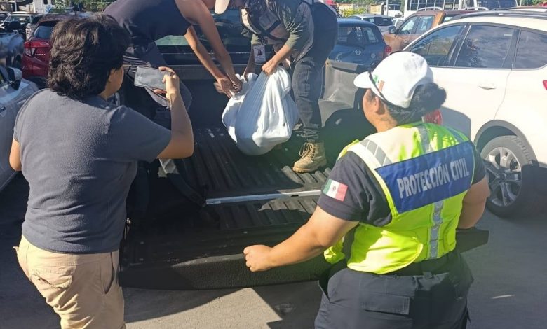 Rescatan venado atropellado en la Avenida Colosio de Playa del Carmen