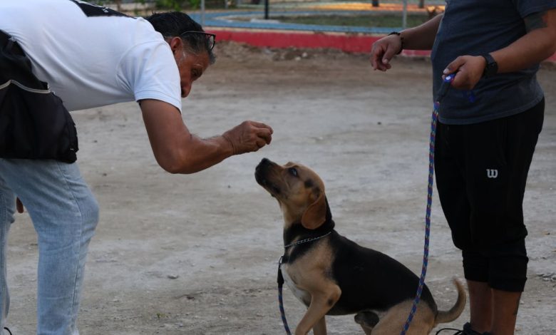 60 "lomitos" participarán en curso de obediencia de Bomberos Cancún