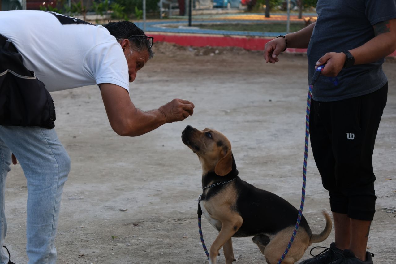 60 "lomitos" participarán en curso de obediencia de Bomberos Cancún