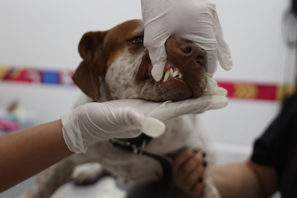 Atenea Gómez alerta por aumento de Gusano del Corazón en perros