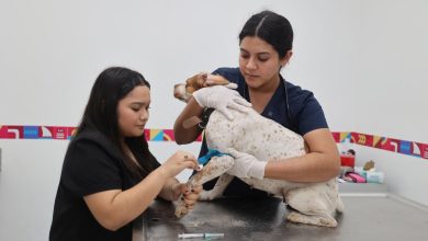 Atenea Gómez alerta por aumento de Gusano del Corazón en perros