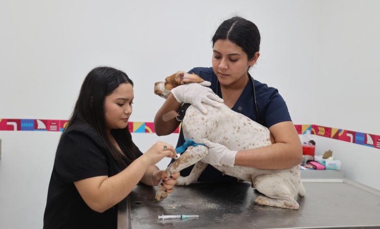 Atenea Gómez alerta por aumento de Gusano del Corazón en perros