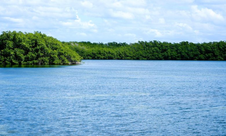 Quintana Roo protege 860 mil hectáreas de humedales