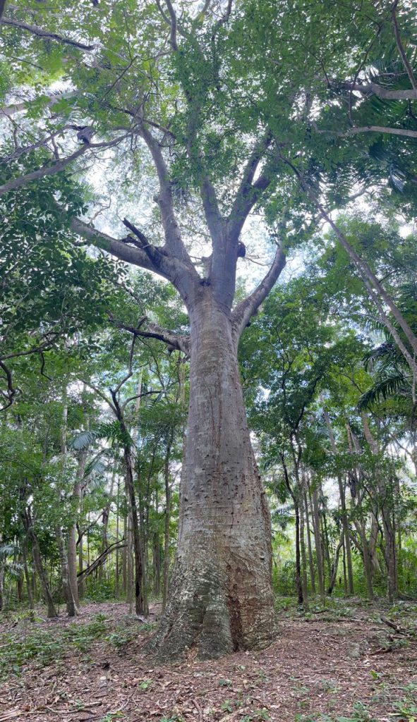 ¡Hagamos historia! SEMA convoca a proteger los árboles notables de Quintana Roo
